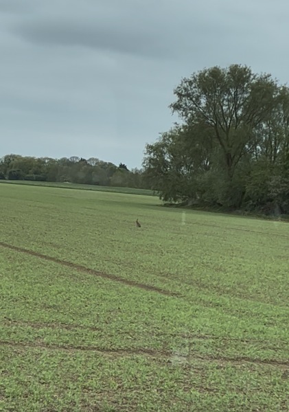 For pulling over briefly to watch a Hare?