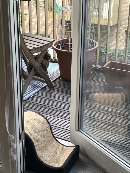 The Bluestocking: To the moon and back gerbil style.