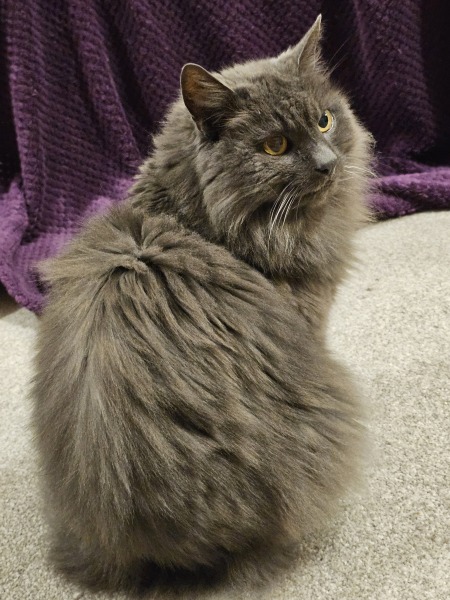 Carry On Catting - the Excellent Cats do what they do best