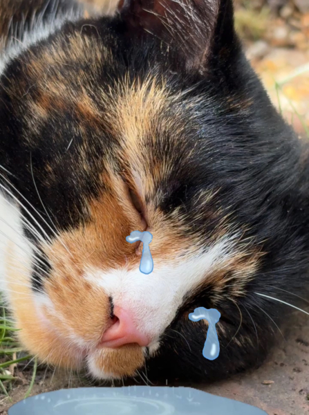 Part 2. Our blanket making for lovely waffle heads into its final stages.