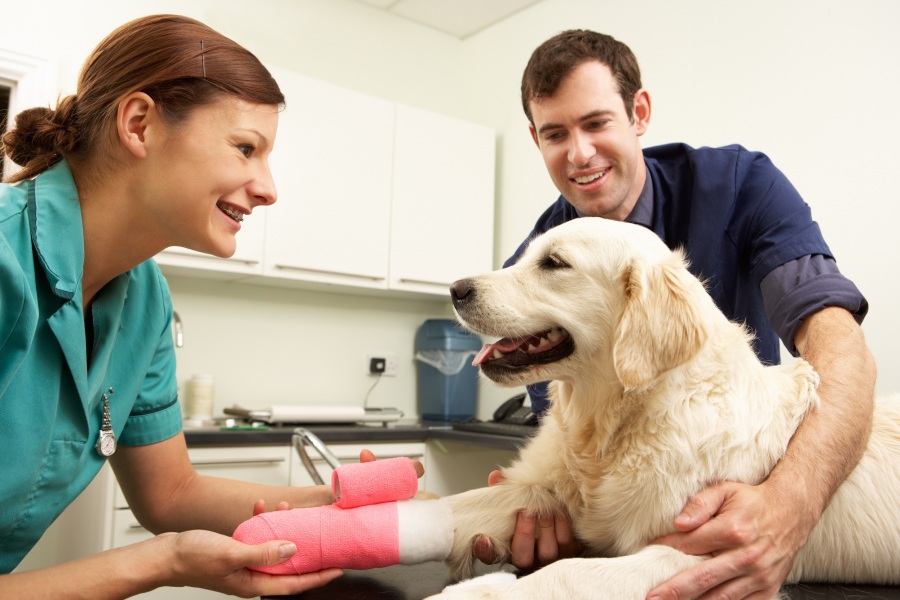 What is your favourite thing about having a pet?