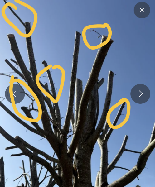 Can heavily pruned fifteen-year-old lime trees recover and grow leaves again?