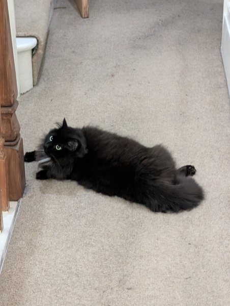 Is my cat a toddler in disguise?