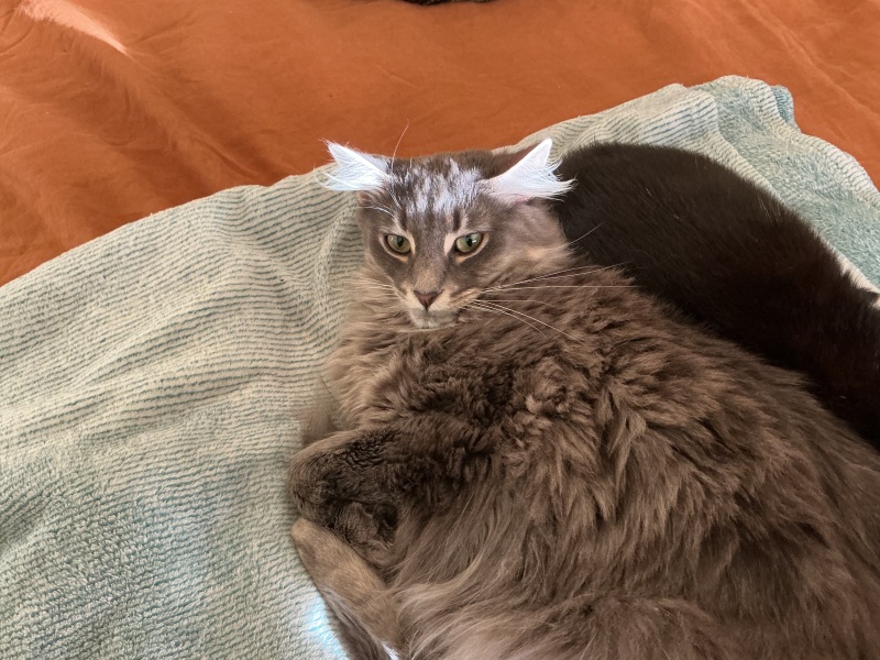 Carry On Catting - the Excellent Cats do what they do best