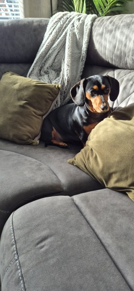 To ask, what are your pets’ most annoying habits?