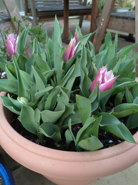Short stumpy tulips!