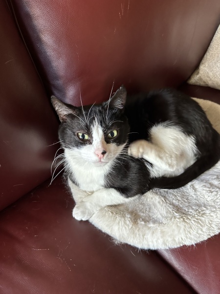 Carry On Catting - the Excellent Cats do what they do best