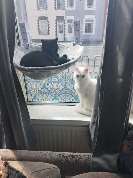 Carry On Catting - the Excellent Cats do what they do best