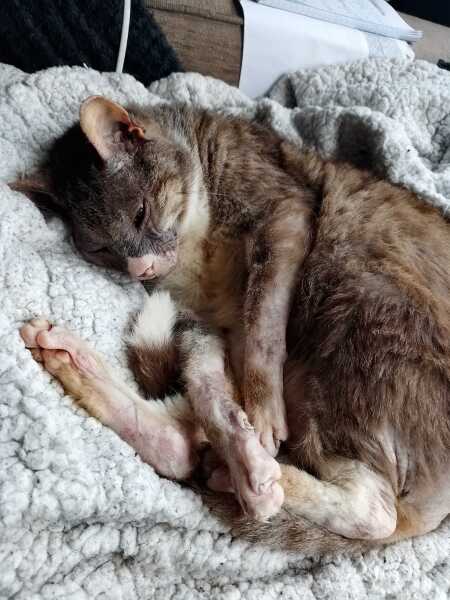 Carry On Catting - the Excellent Cats do what they do best