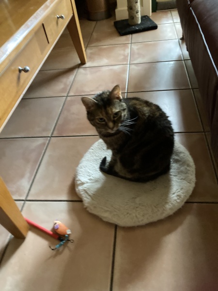 Carry On Catting - the Excellent Cats do what they do best