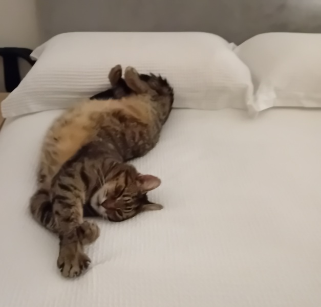 New bf cat sit down- would this annoy you?
