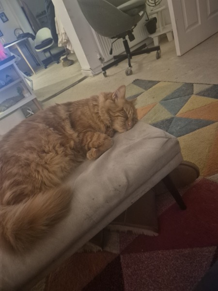 Happy 3rd birthday to Orange brainless cat!