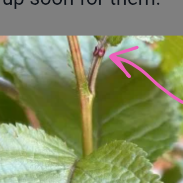 What have you done in the garden today? Part 8