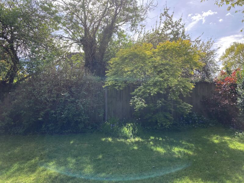 What can I plant in this spot?