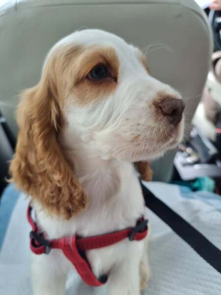 Is there a new puppy survival thread?