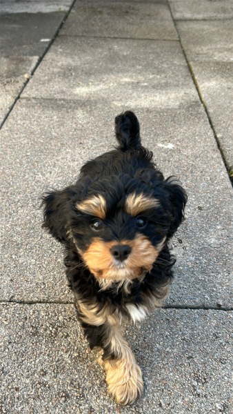Some probably silly questions from a newbie dog owner.