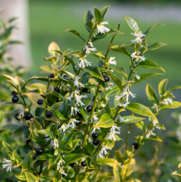 Please help me find my perfect hedge.