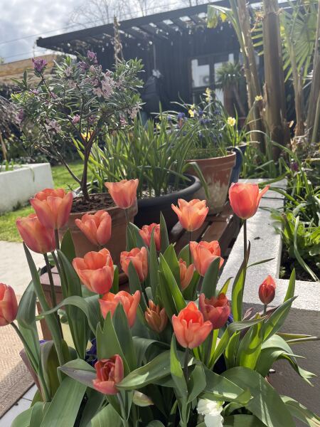 Spring has sprung. Bulb watch