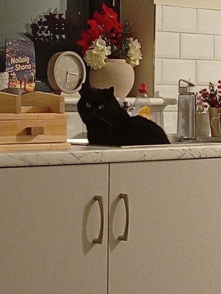 Things my cats' heads and toe beans have smelt of 🥰