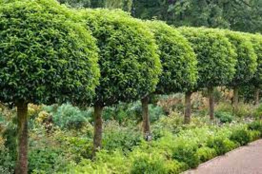 Planting underneath Portuguese Laurel Standard trees