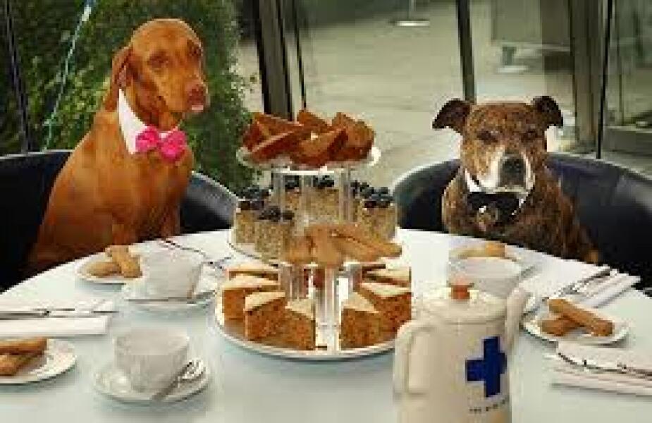 to think it’s time to ban dogs from shops and cafes?