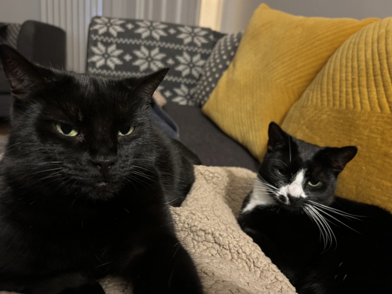 Get A Compass! The Excellent Cats embrace a new rallying cry