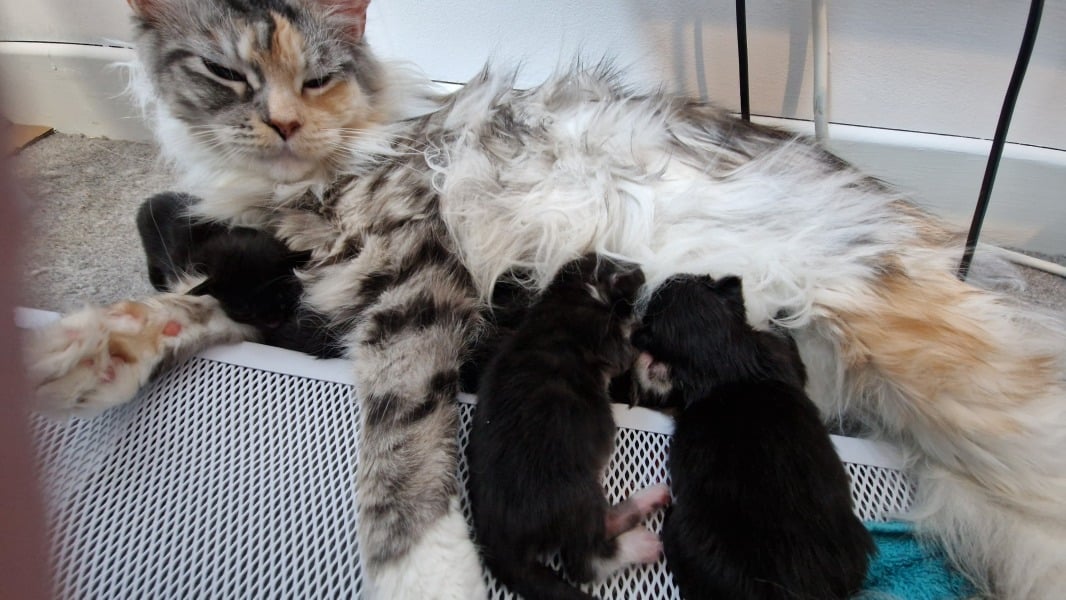 My cat had kittens   pictures included.