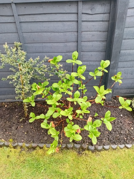 What type of hydrangea is this please?