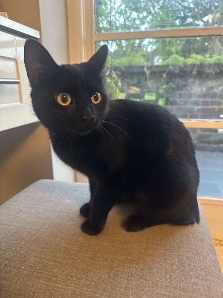 Searching for the unicorn of cat litter