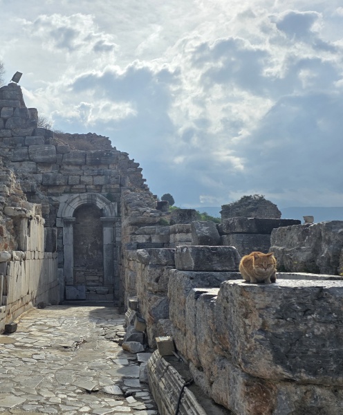 Is there still tonnes of cats in Greece
