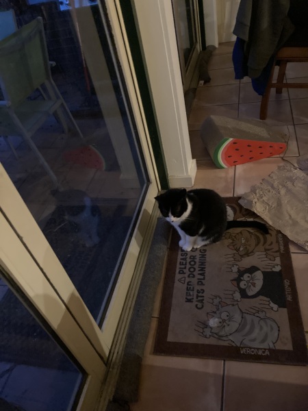 Carry On Catting - the Excellent Cats do what they do best