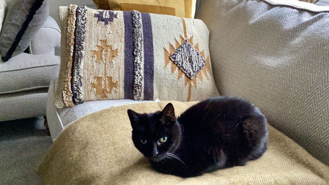 Carry On Catting - the Excellent Cats do what they do best