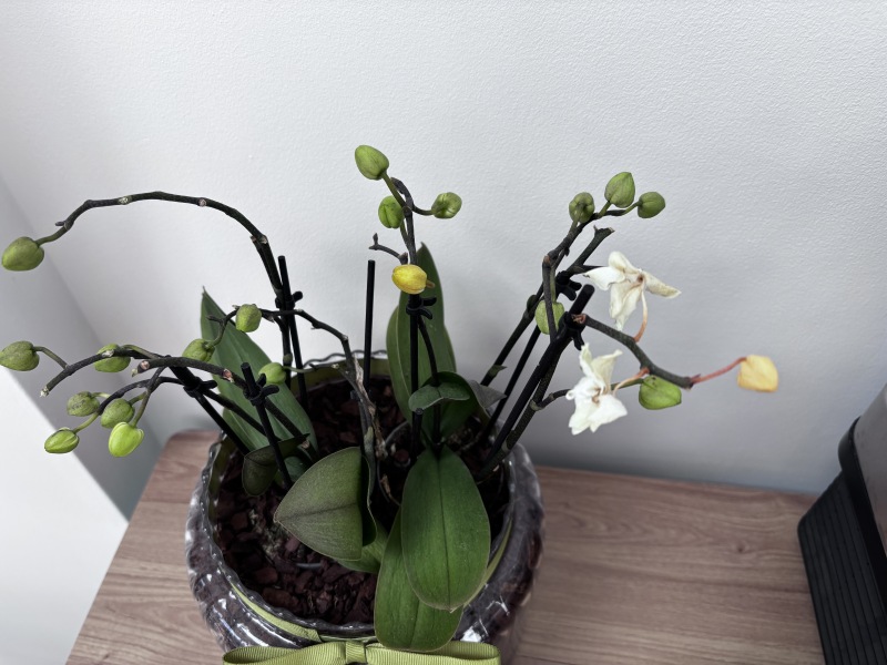 Is this orchid dead?