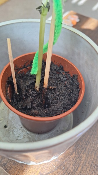 Bean plant leaves damaged after being outside, how can I help it?