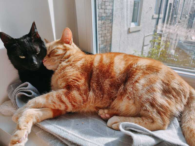 Things my cats' heads and toe beans have smelt of 🥰