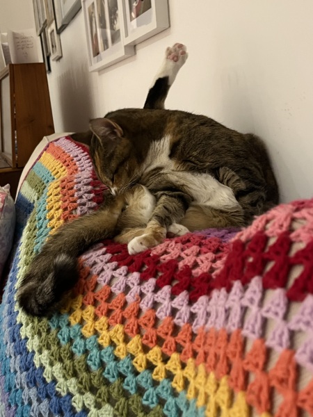 Carry On Catting - the Excellent Cats do what they do best