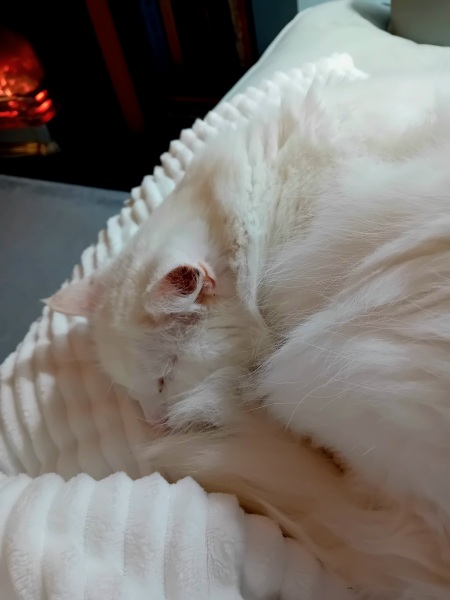 Carry On Catting - the Excellent Cats do what they do best