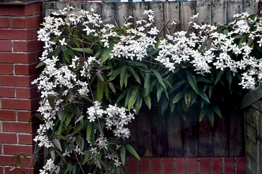 What can I plant along this back wall?