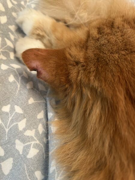 Poor Angus - Losing Some of His Ear Today