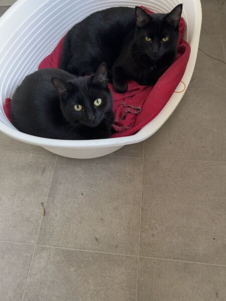 MAFSAUS #16 No Spoilers!!! Bring your bird photos and paintings as the onscreen drama is losing its’ appeal…