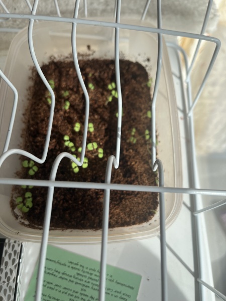 The Bluestocking: To the moon and back gerbil style.