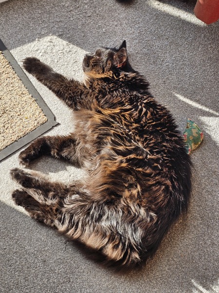 Carry On Catting - the Excellent Cats do what they do best