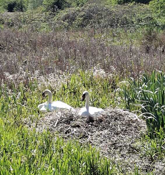 MAFSAUS #16 No Spoilers!!! Bring your bird photos and paintings as the onscreen drama is losing its’ appeal…