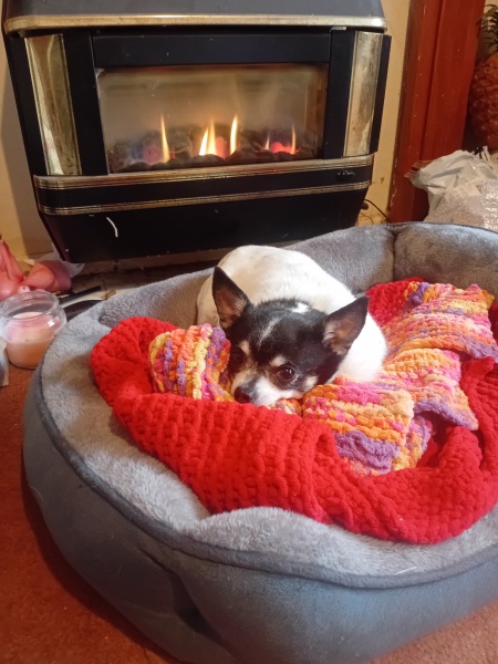 What is your favourite thing about having a pet?