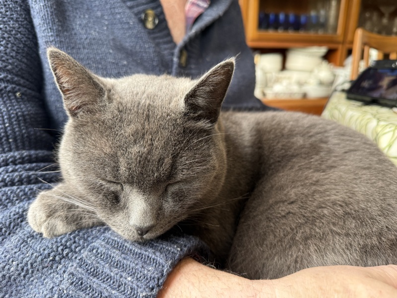 Carry On Catting - the Excellent Cats do what they do best