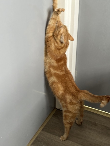 New bf cat sit down- would this annoy you?