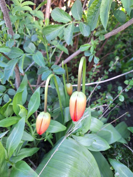 Year round Nigel Slater discussion thread - Part 3