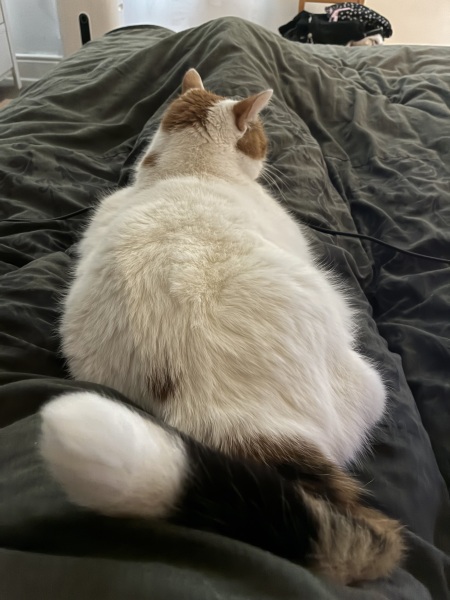 Carry On Catting - the Excellent Cats do what they do best