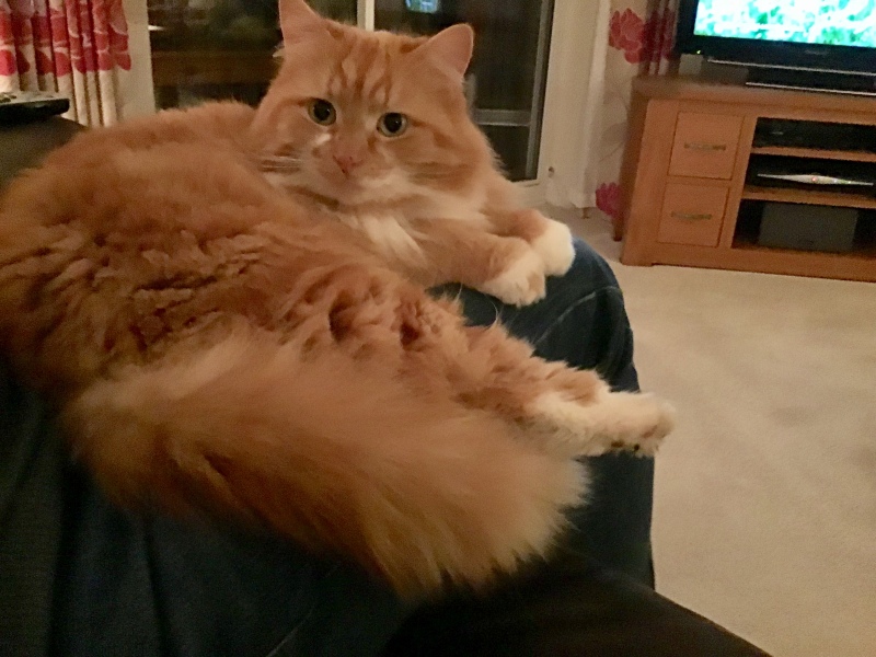 Poor Angus - Losing Some of His Ear Today