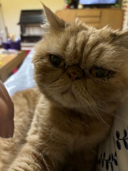 Can’t believe it’s two years since Cheddar died.